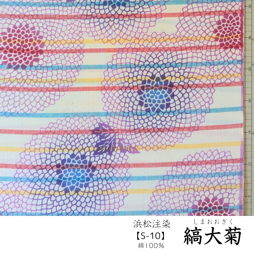 縞大菊(しまおおぎく)